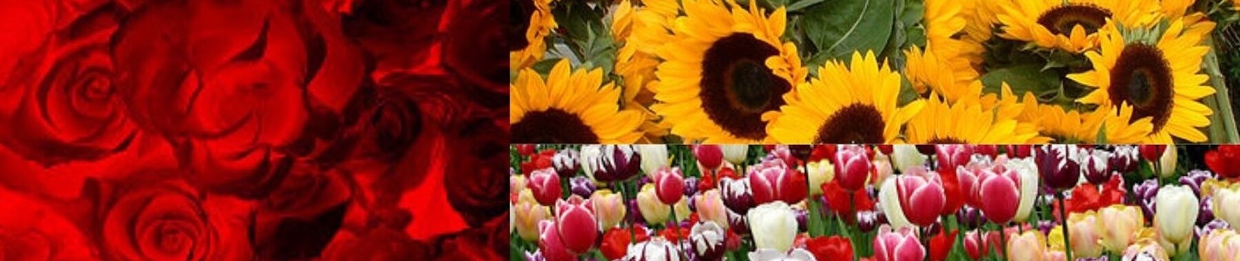 CNN Image Classification Lab